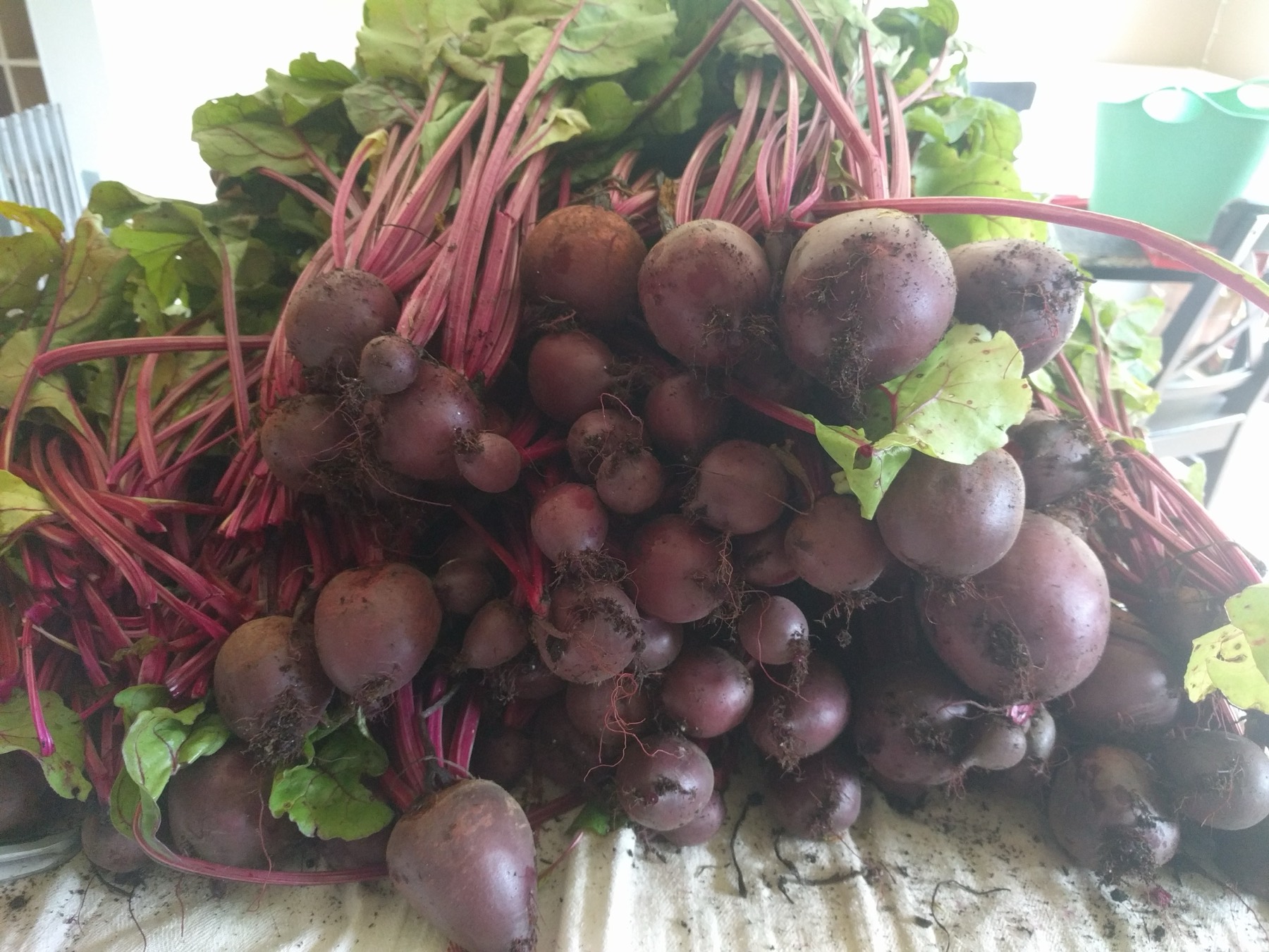 A pile of just-pulled beets with greens still attached
