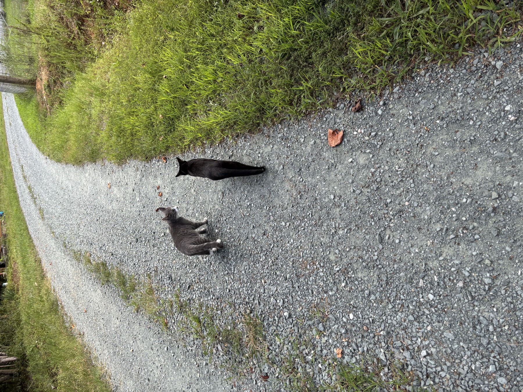 Two farm cats — one grey, one black — walking down the gravel driveway
