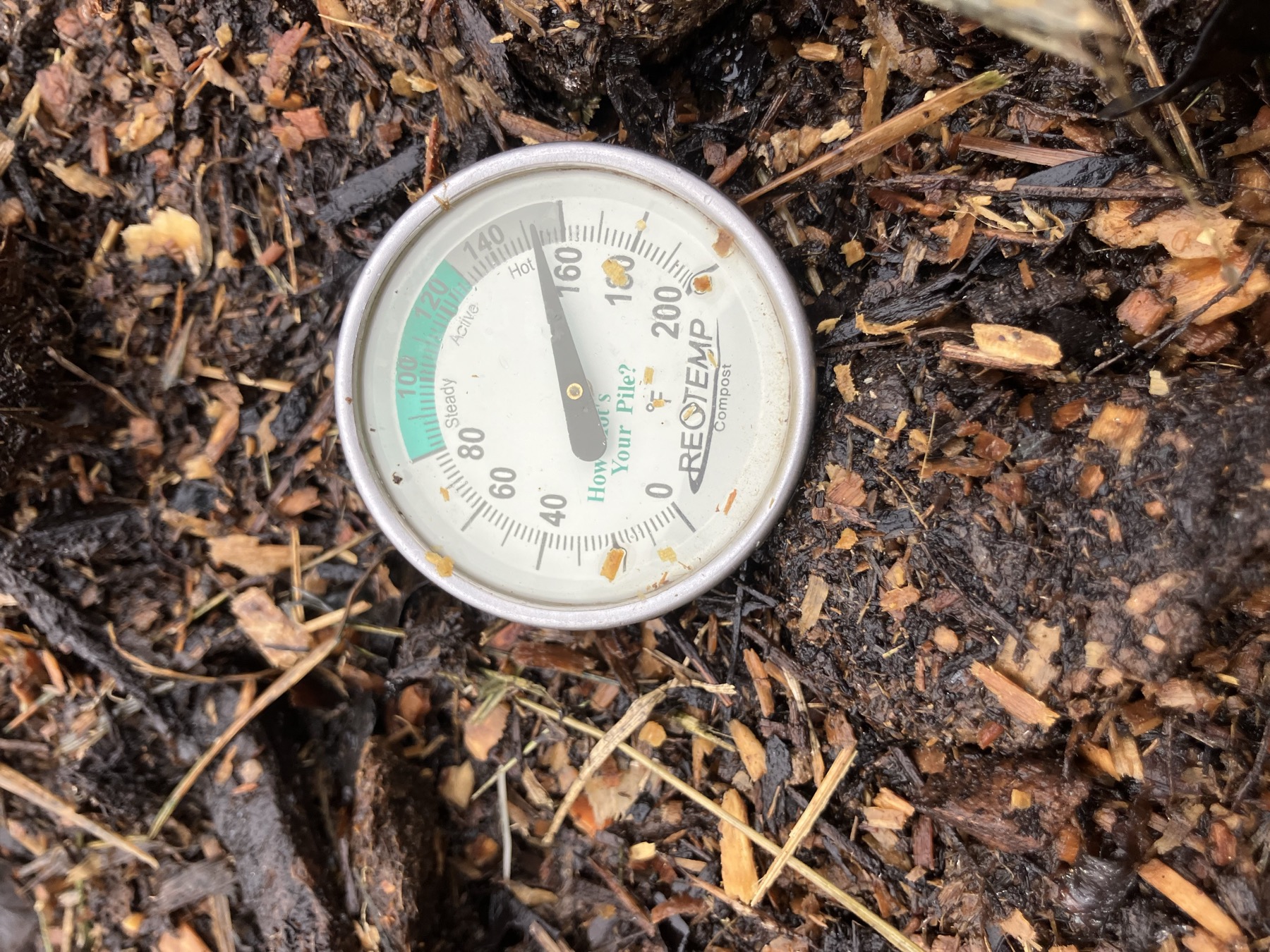 Compost thermometer reading 150°F in a hot pile of mulch