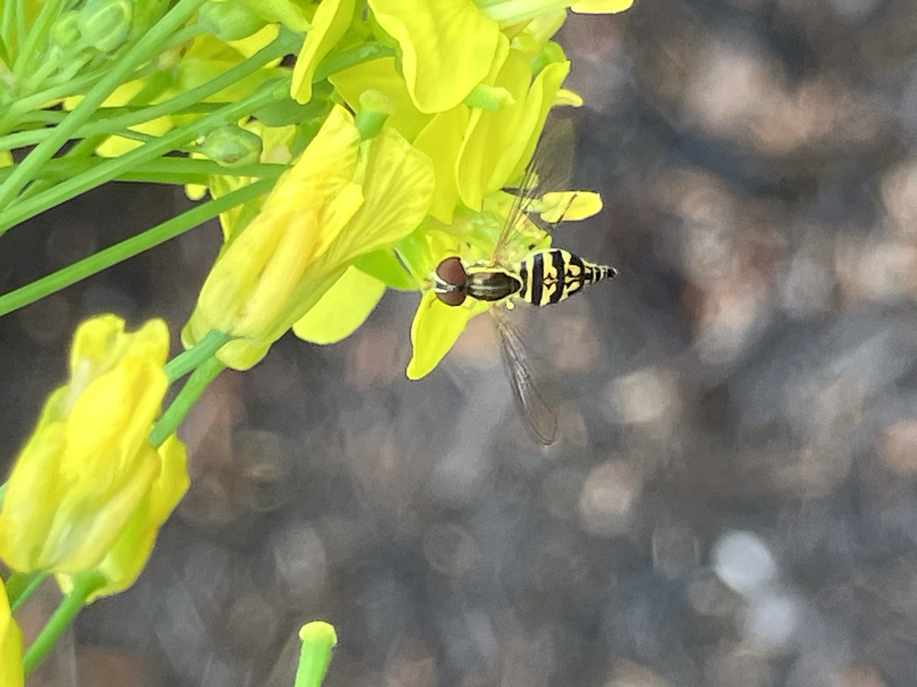 A hoverfly on a yellow brassica flower — another beneficial pollinator at work