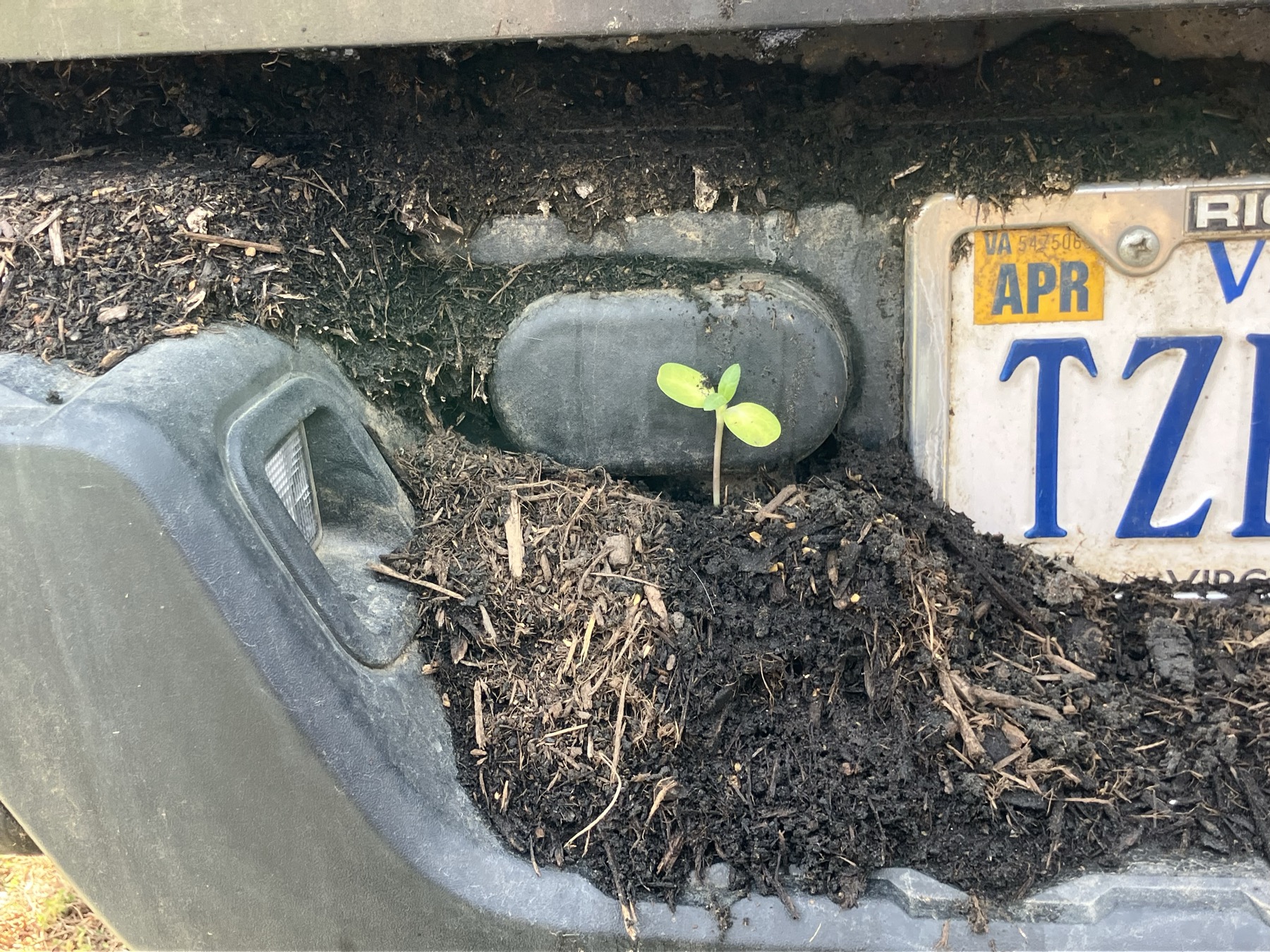 A volunteer seedling sprouting next to the farm vehicle's Virginia license plate