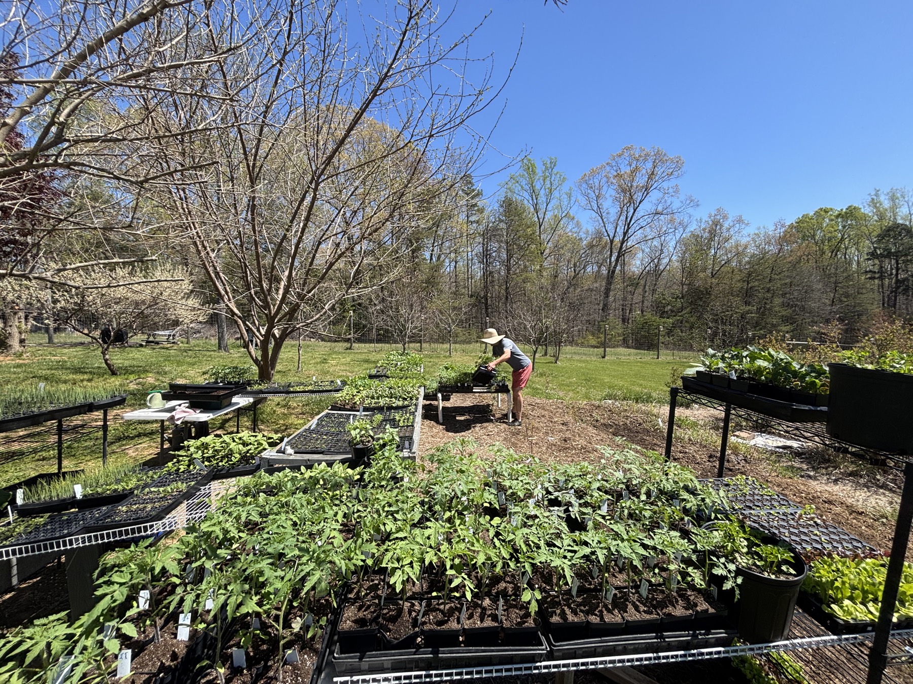 Polybium Farm — seedling tables in spring with tomato, pepper and flower starts
