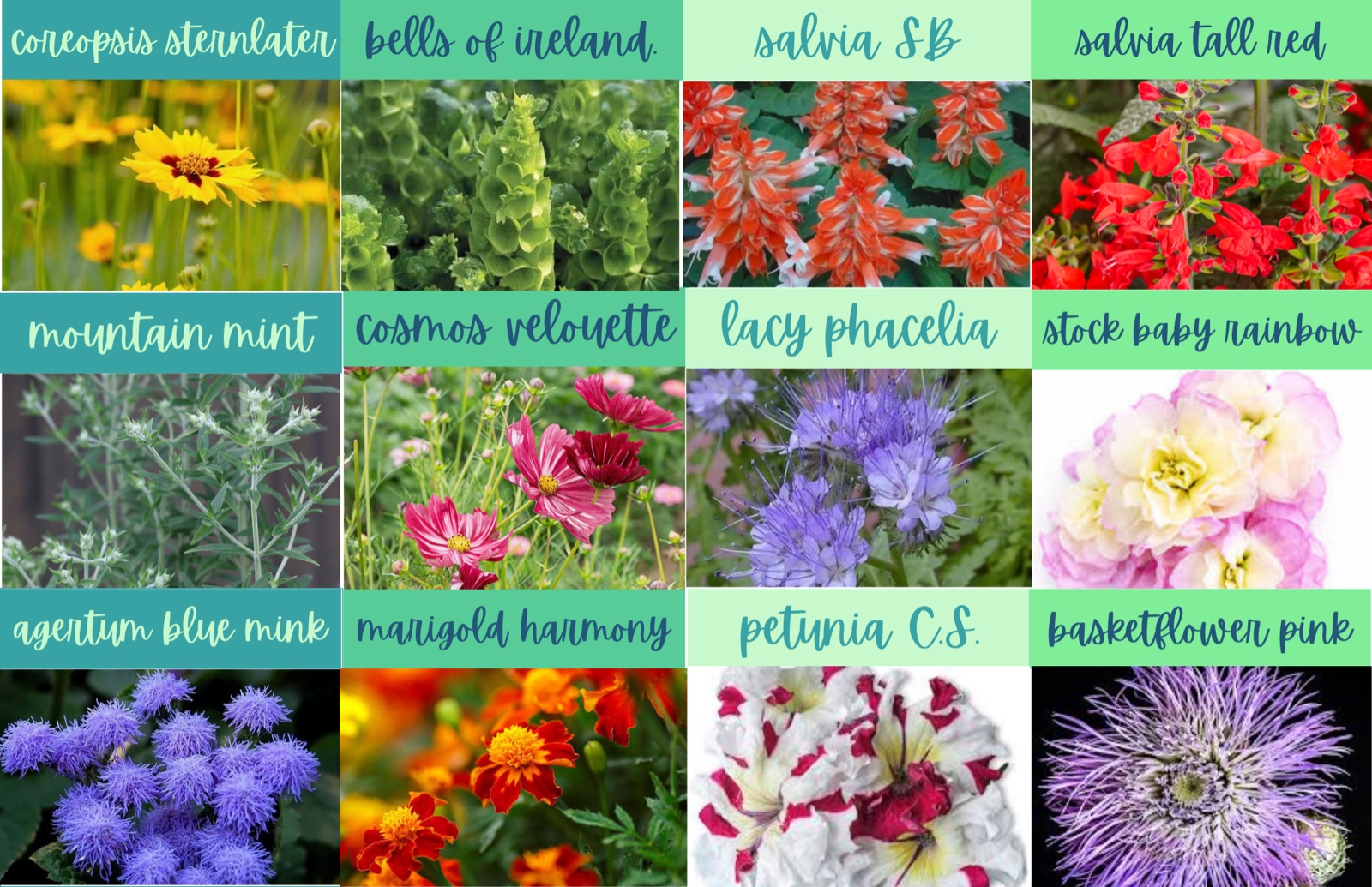 More flowers — coreopsis, bells of ireland, salvia, mountain mint, cosmos, lacy phacelia, stock baby rainbow, ageratum, marigold harmony, petunia, basketflower