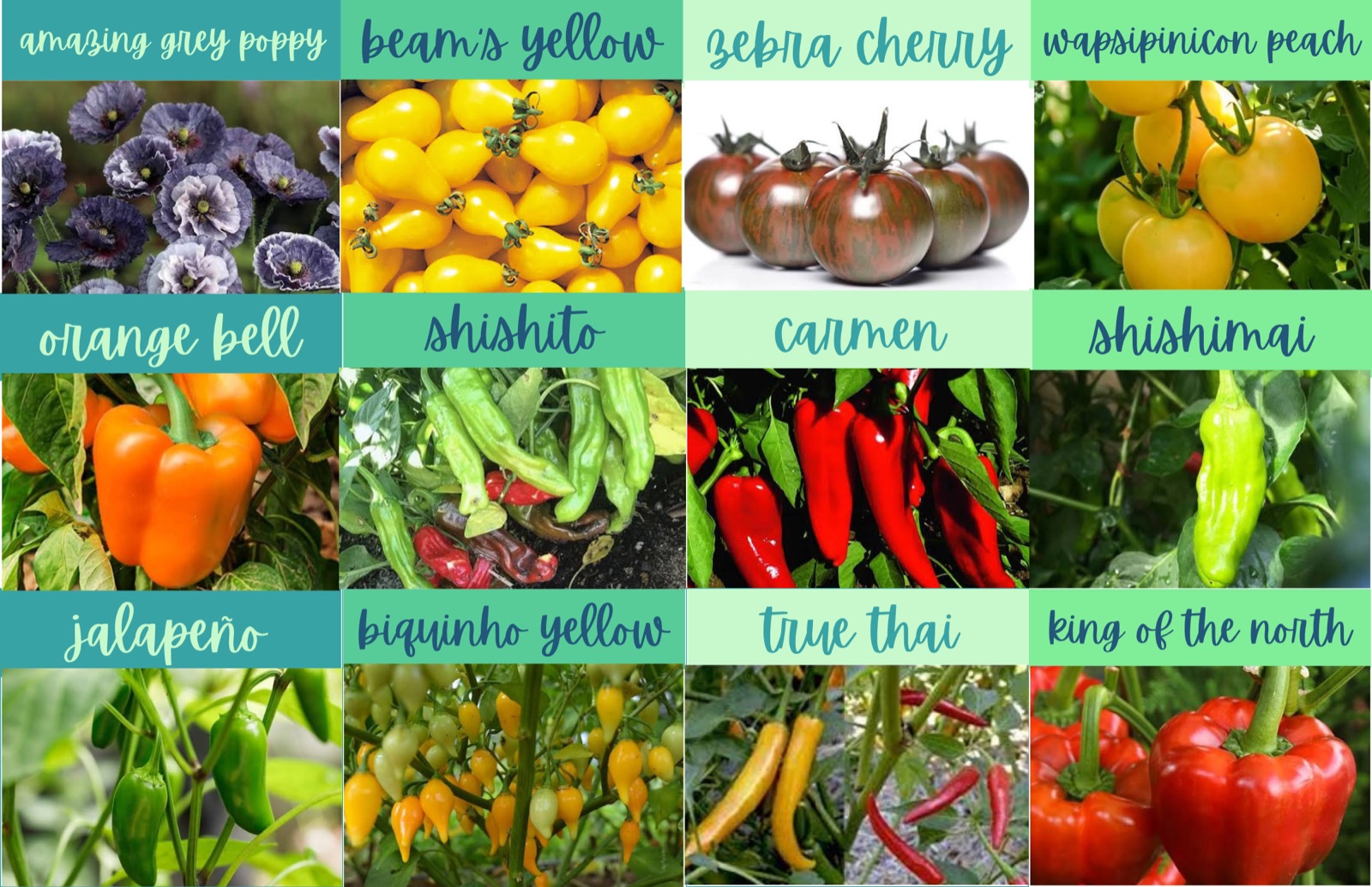 Tomatoes and peppers — amazing grey poppy, beam's yellow tomato, zebra cherry, wapsipinicon peach, orange bell, shishito, carmen, shishimai, jalapeño, biquinho yellow, true thai, king of the north