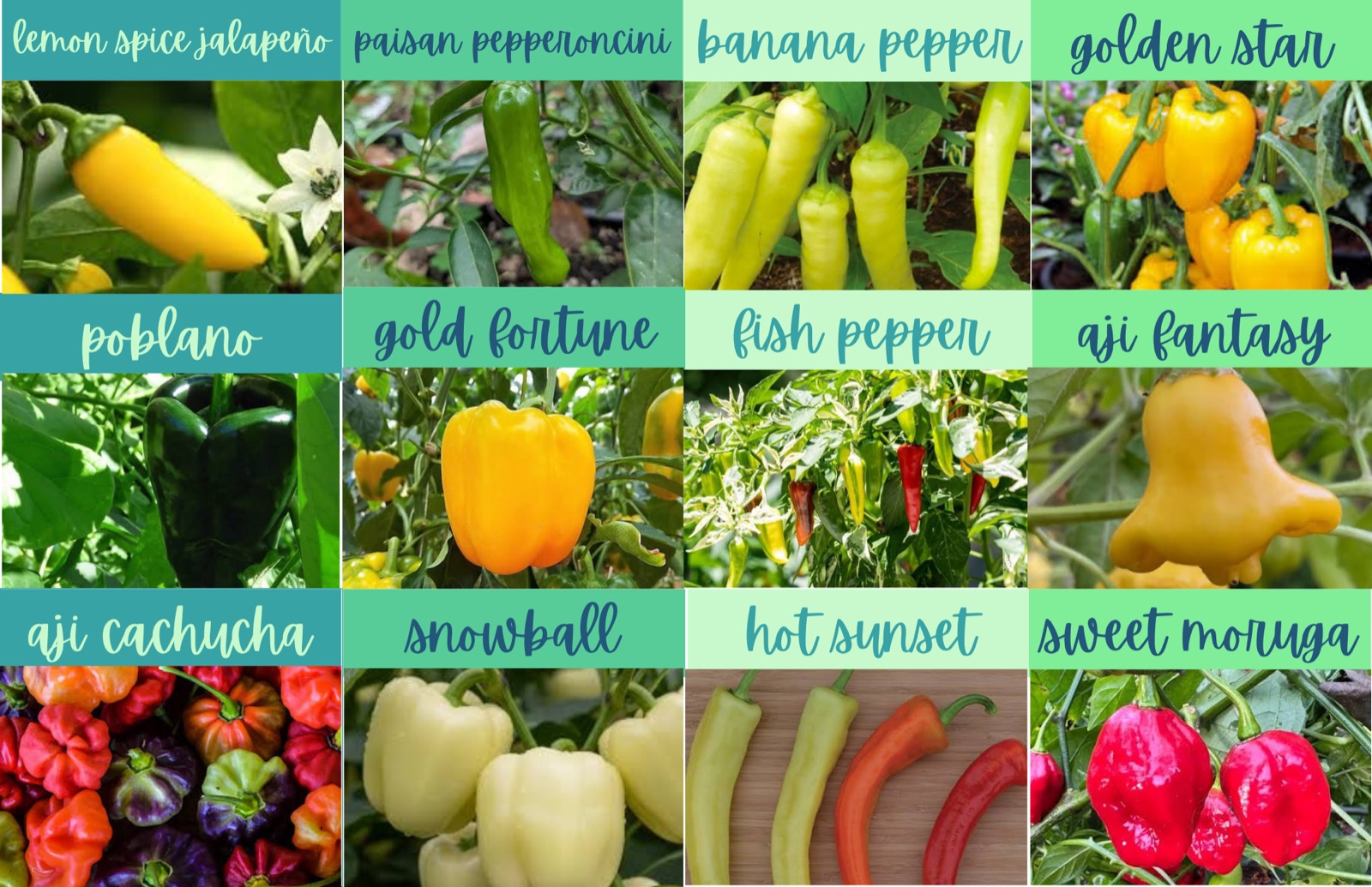 More peppers — lemon spice jalapeño, paisan pepperoncini, banana pepper, golden star, poblano, gold fortune, fish pepper, aji fantasy, aji cachucha, snowball, hot sunset, sweet moruga