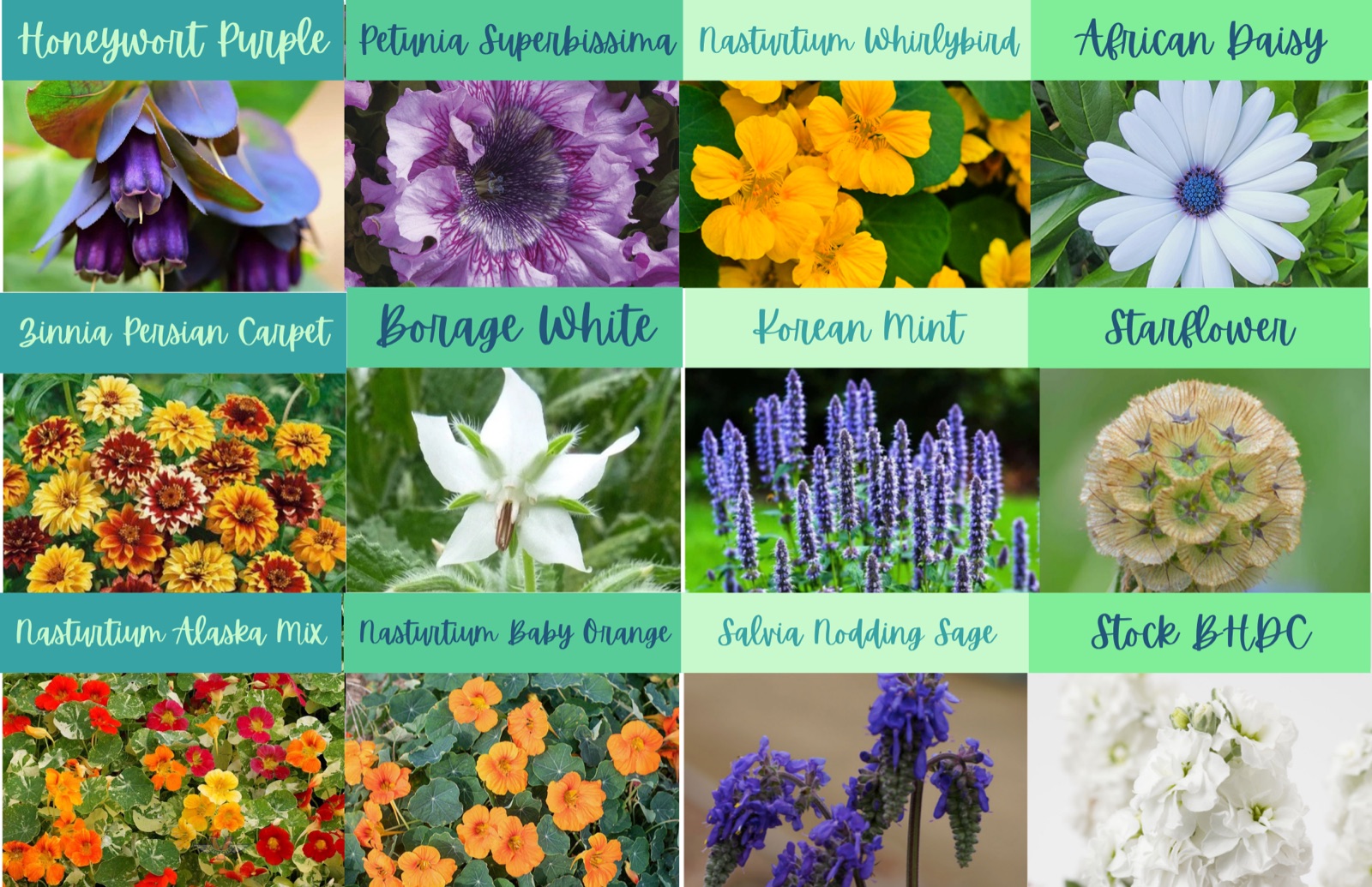 Flowers and herbs — honeywort purple, petunia superbissima, nasturtium whirlybird, African daisy, zinnia Persian carpet, borage white, Korean mint, starflower, nasturtium Alaska mix, nasturtium baby orange, salvia nodding sage, stock BHDC