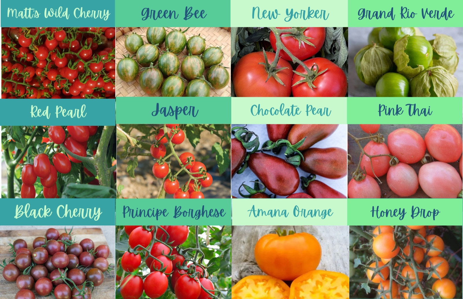 Perennials and pollinator-friendly herbs — lion's ear, coreopsis, balloon flower, origano lavender, spotted bee balm, golden ball chrysanthemum, seashells coreopsis, spooky dianthus, agastache, yellow coneflower, Korean hyssop, chamomile